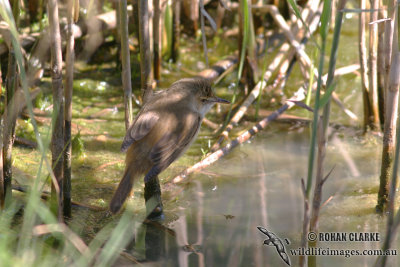 Australian Reed-Warbler 9421.jpg