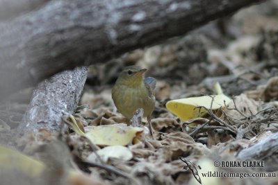 Middendorff’s Warbler 9214.jpg