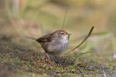 Little Grassbird 1118.jpg