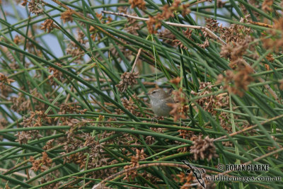 Little Grassbird 4193.jpg