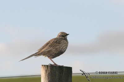 Brown Songlark 7021.jpg