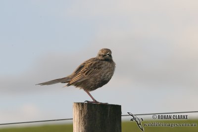 Brown Songlark 7035.jpg