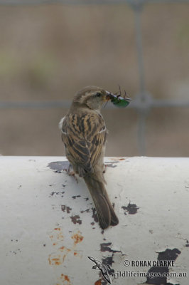 House Sparrow 0131.jpg