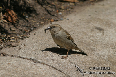 House Sparrow 0615.jpg