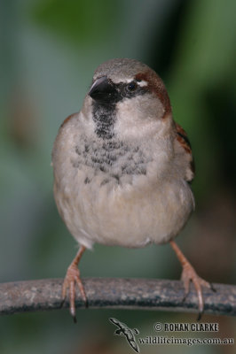 House Sparrow 5698.jpg