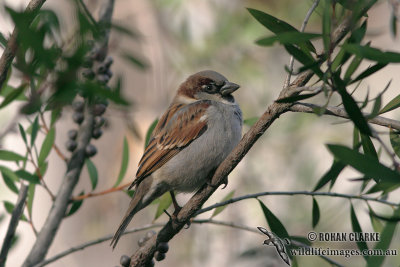 House Sparrow 6394.jpg