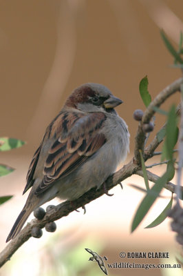 House Sparrow 6399.jpg