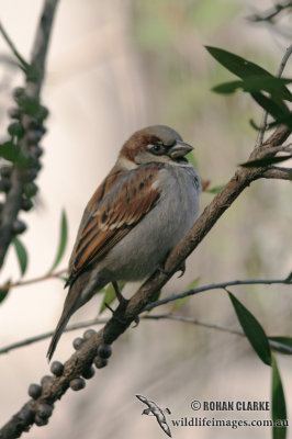 House Sparrow 6400.jpg