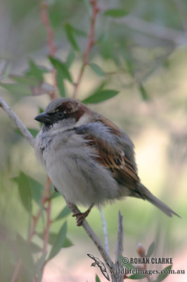 House Sparrow 6404.jpg