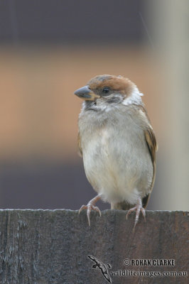 Tree Sparrow 0886.jpg