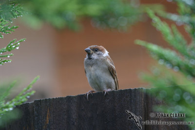 Tree Sparrow 0903.jpg