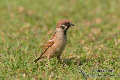 Tree Sparrow 2189.jpg