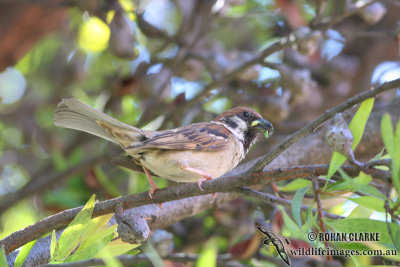 Tree Sparrow 2386.jpg