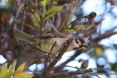 Tree Sparrow 2404.jpg
