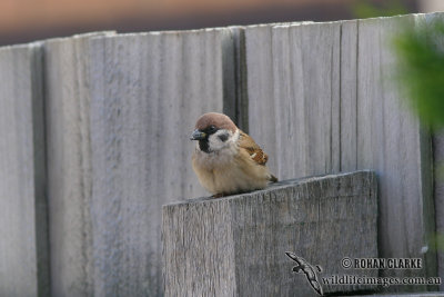 Tree Sparrow 7069.jpg