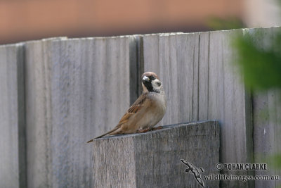 Tree Sparrow 7082.jpg