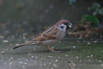Tree Sparrow 7087.jpg