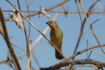 Star Finch 5467.jpg