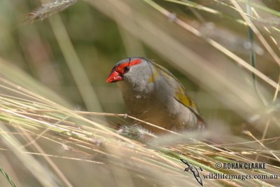 Red-browed Finch 3550.jpg