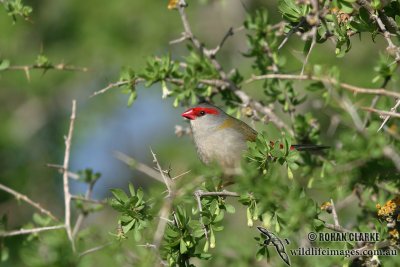 Red-browed Finch 5359.jpg