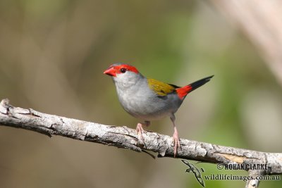 Red-browed Finch 7373.jpg