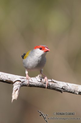 Red-browed Finch 7375.jpg