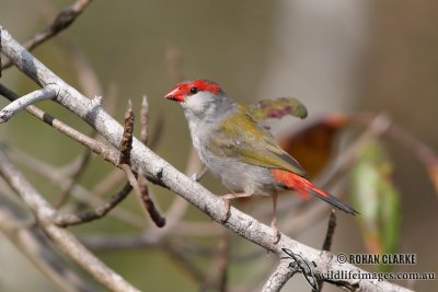 Red-browed Finch 7379.jpg