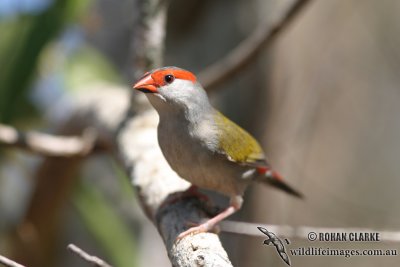 Red-browed Finch 8104.jpg