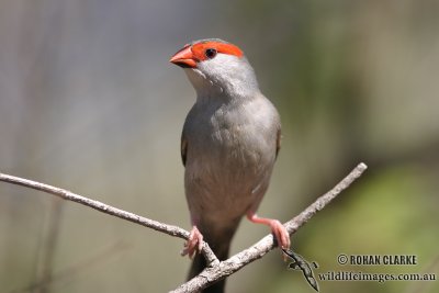 Red-browed Finch