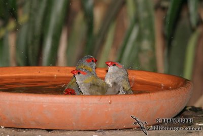 Red-browed Finch 9769.jpg