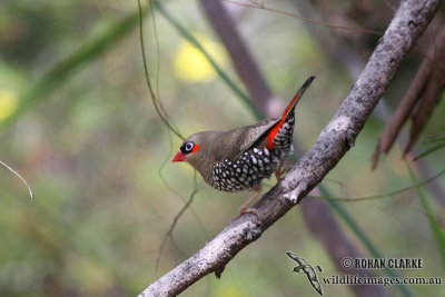 Red-eared Firetail 1911.jpg