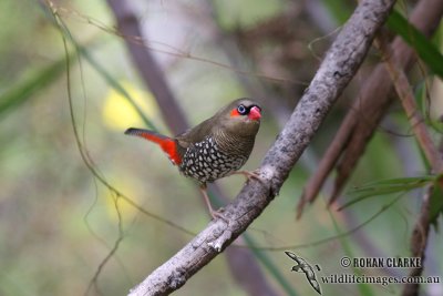 Red-eared Firetail 1916.jpg