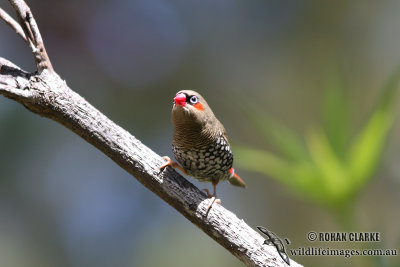 Red-eared Firetail 1923.jpg