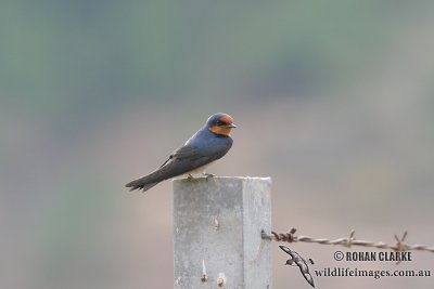 Pacific Swallow  (Possible Australian vagrant)
