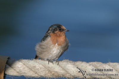 Welcome Swallow 2825.jpg