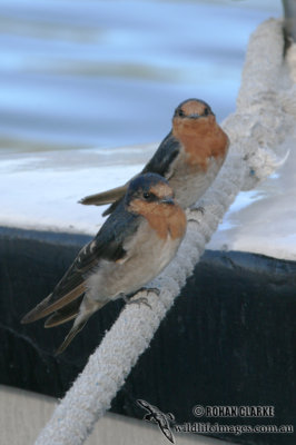 Welcome Swallow 2836.jpg
