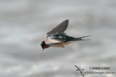 Welcome Swallow 7104.jpg