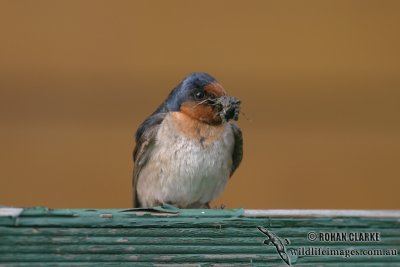 Welcome Swallow 9975.jpg