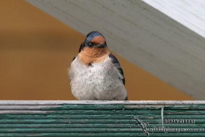 Welcome Swallow 9980.jpg