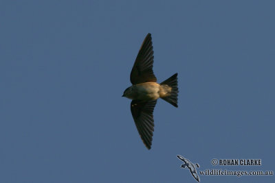 Tree Martin 3435.jpg