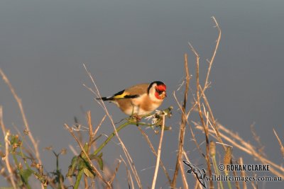 European Goldfinch 4892.jpg