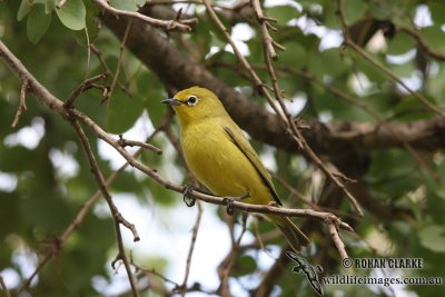 Yellow White-eye 0396.jpg