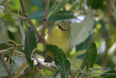 Yellow White-eye 9082.jpg