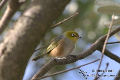 Silvereye 3232.jpg