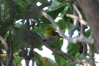 Pale White-eye 1607.jpg