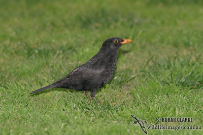 Common Blackbird 5717.jpg