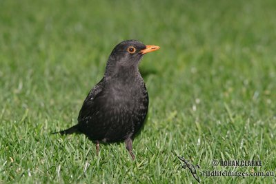 Common Blackbird 5720.jpg