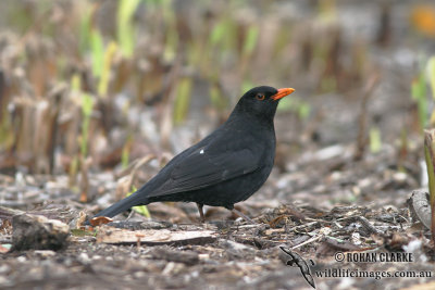 Common Blackbird 5764.jpg