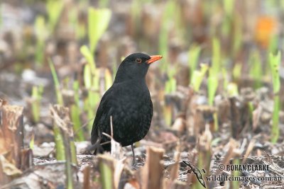 Common Blackbird 5765.jpg
