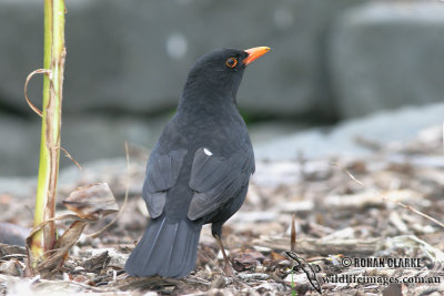 Common Blackbird 5766.jpg